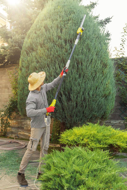  Kinsley, KS Tree Removal Pros